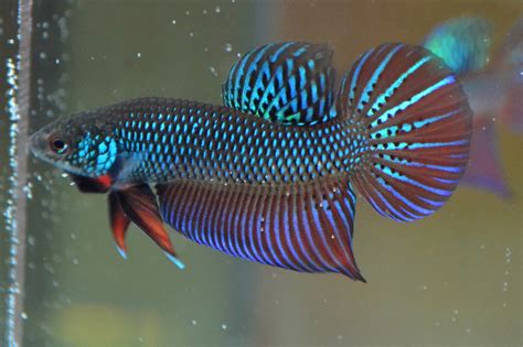 Betta Smaragdina .
